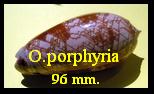 Oliva (Porphyria) porphyria, Linné 1758